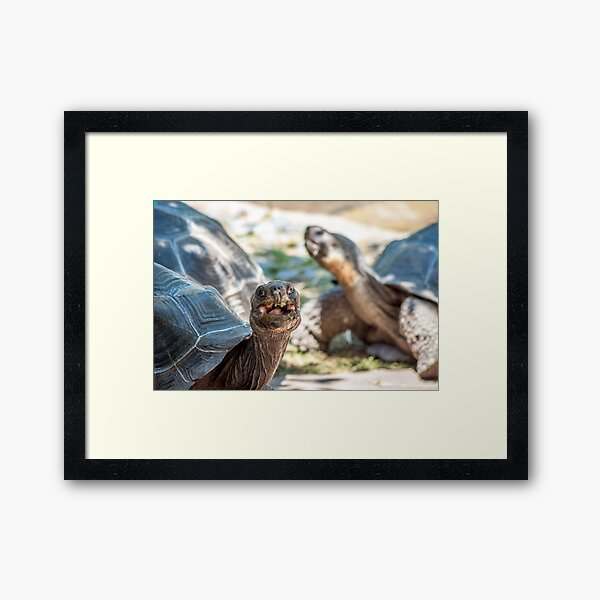 Happy Tortoise | Cincinnati Zoo Framed Art Print