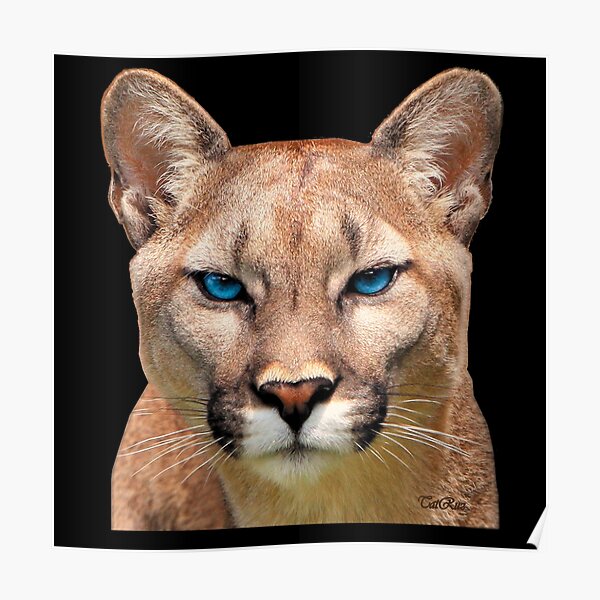 «Puma ojos de TatRuz | Redbubble