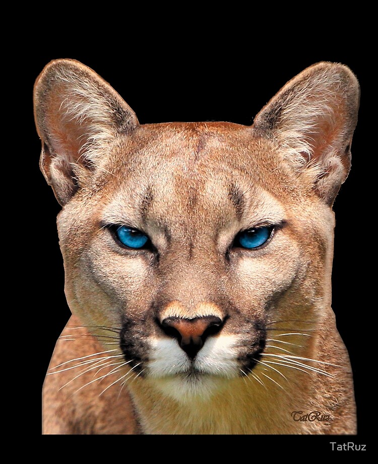 philosopher digit Persistent Puma blue eyes" iPad Case & Skin by TatRuz | Redbubble