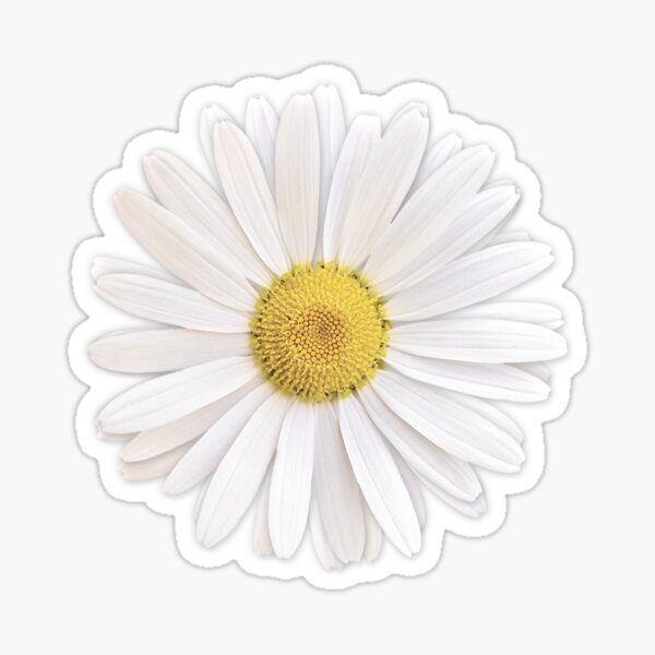 Modern Daisy Flower Vinyl Sticker – Calico Design Co