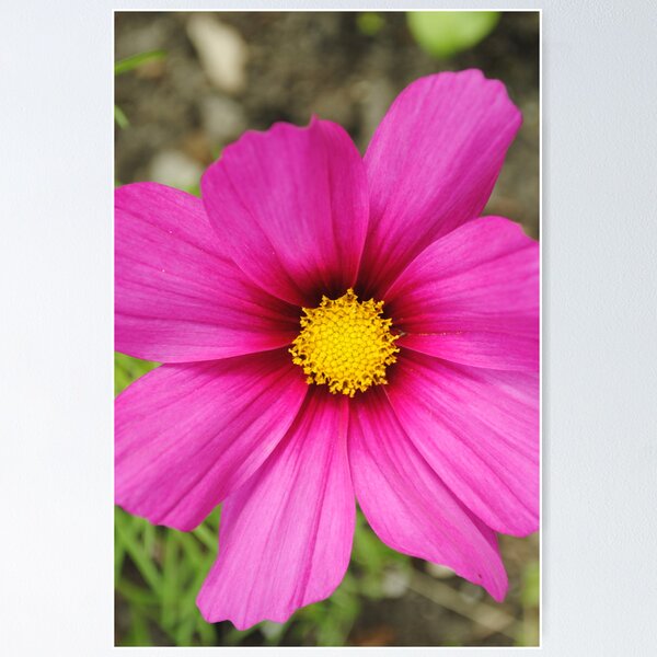 Item preview, Cosmos Queen designed and sold by Sandra Fortier.