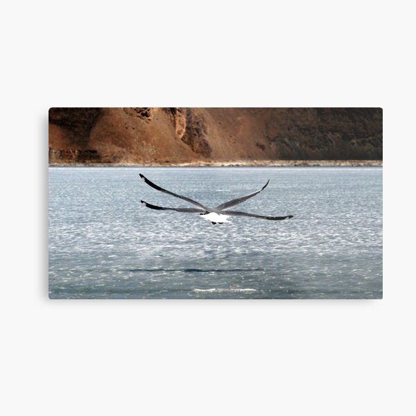A New Species of Bird? Metal Print