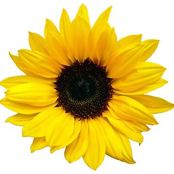Artwork thumbnail, sunflower flower floral yellow brown by wasootch