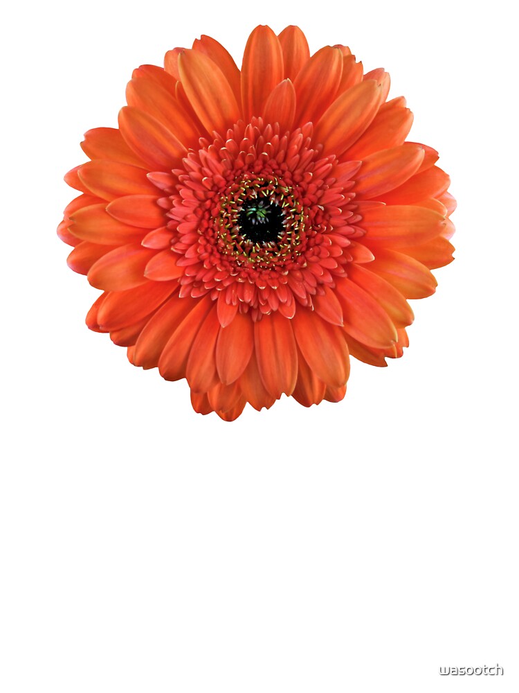 Body para bebé «Gerbera Naranja Margarita Flor Floral» de wasootch |  Redbubble