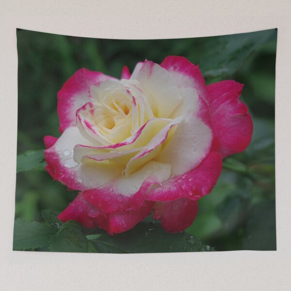 Item preview, Double Delight Rose - Red and cream beauty designed and sold by rvjames.