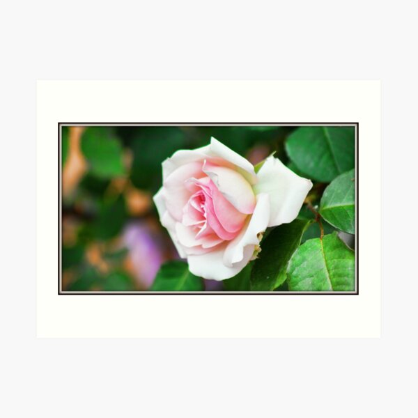 Pretty In Pink Art Print