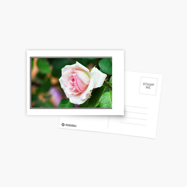 Pretty In Pink Postcard