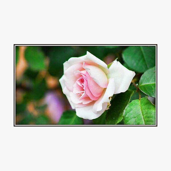 Pretty In Pink Photographic Print