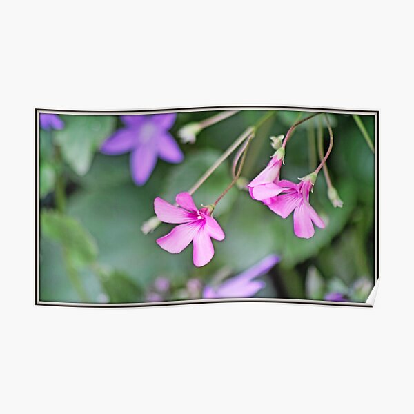 Little Pink Poster