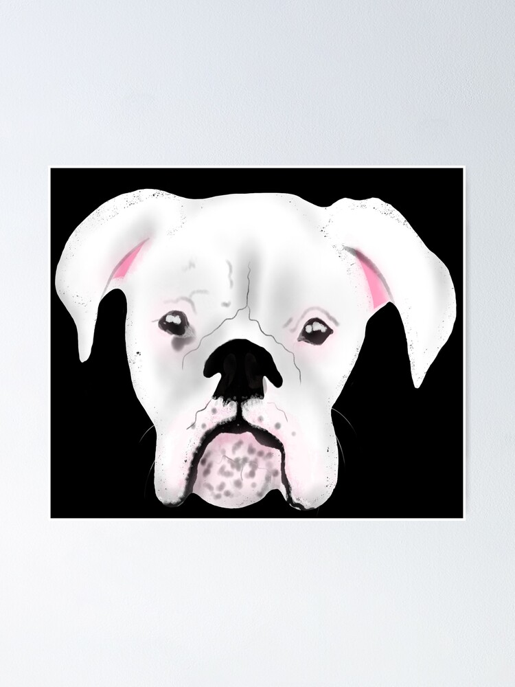 Poster Un Perro Boxer Blanco Super Lindo Aqui En Los Estados Unidos De Givengracelife Redbubble