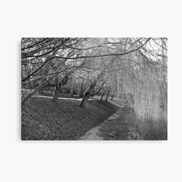 Sleeping Willows Metal Print