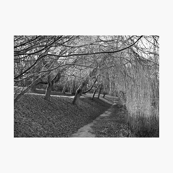 Sleeping Willows Photographic Print