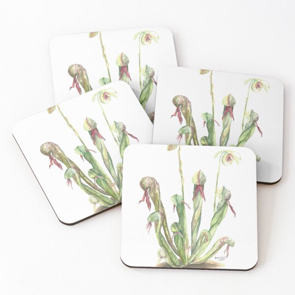 Item preview, Darlingtonia Carnivorous Plant Scientific illustration designed and sold by clorofila.