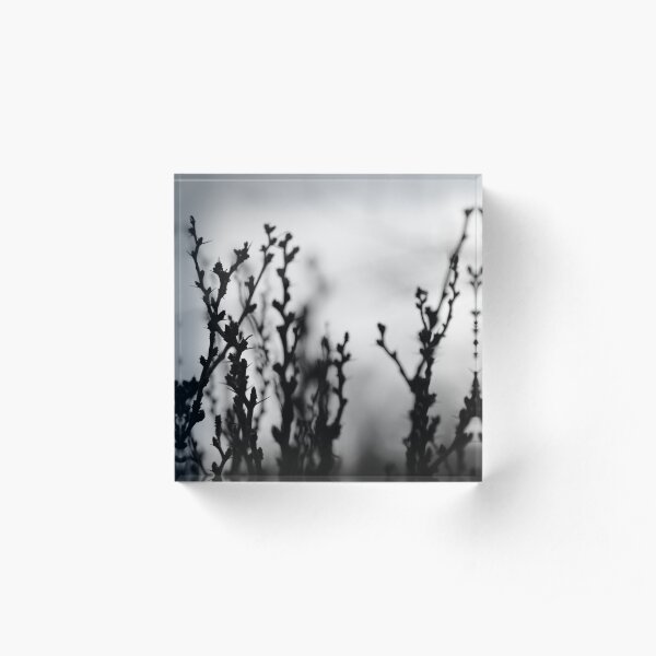 Blooms at Sunset Acrylic Block