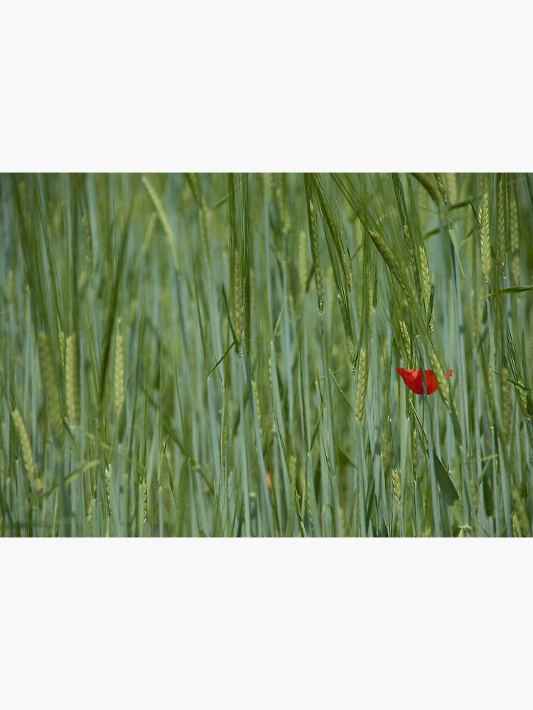 Field with flower, Castle Trauttmansdorff Gardens, Merano/Meran, Italy by leemcintyre