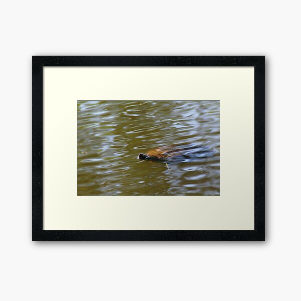 turtle swimming at Trojan pond, near Goble, Oregon Framed Art Print