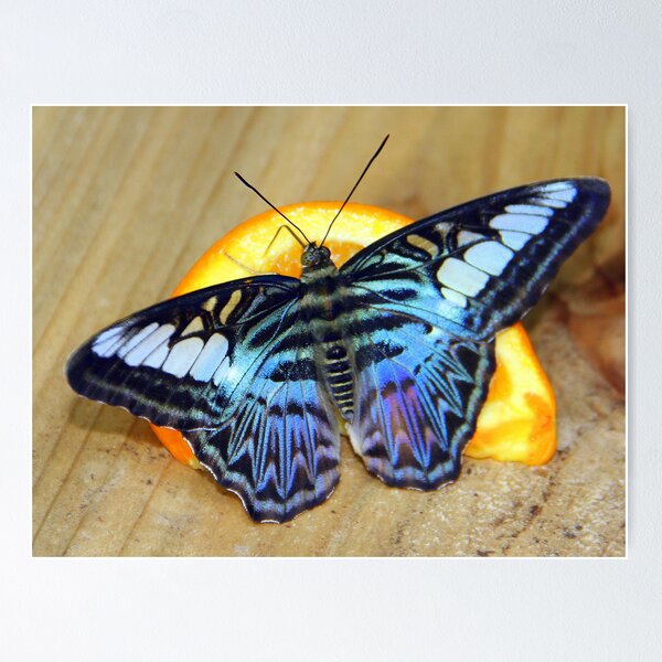 Item preview, Blue Clipper Butterfly designed and sold by vette.