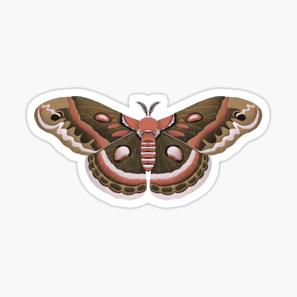 Cecropia Moth Sticker