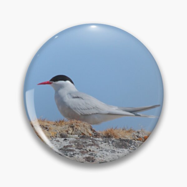 Item preview, Antarctic Tern In The Rookery designed and sold by Carole-Anne.