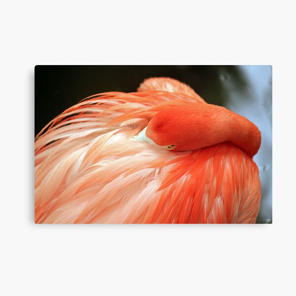 Resting Canvas Print