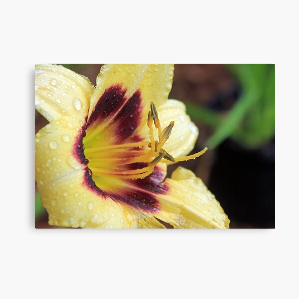 Raindrops on Lily Canvas Print
