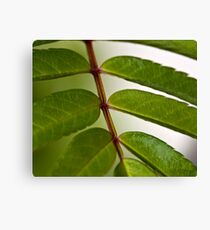 Mountain Ash Canvas Print