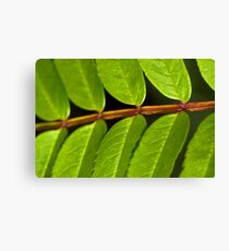 Mountain Ash Canvas Print