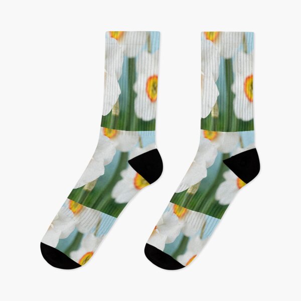 Item preview, Narcissus  'Felindre'    Div.  9 Poeticus  Daffodil designed and sold by Chris Burrows.