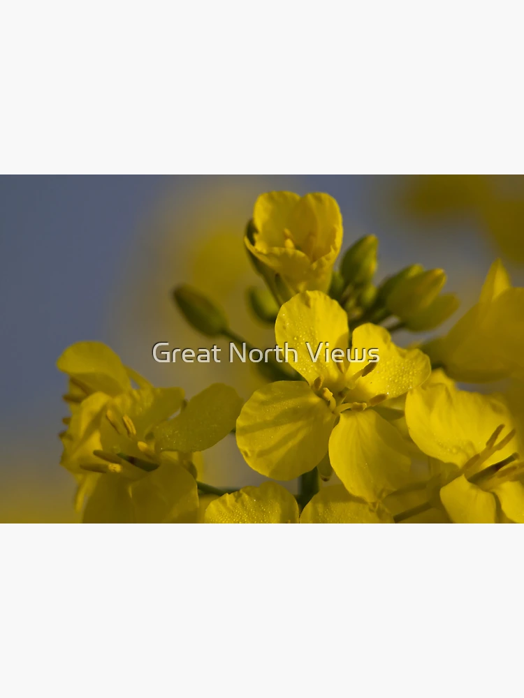 Aperçu 3 sur 3. Poster avec l'œuvre Rapeseed créée et vendue par Great North Views.