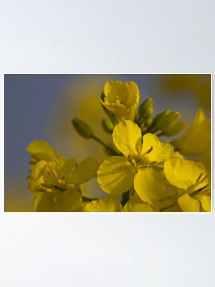Thumbnail 1 of 3, Poster, Rapeseed designed and sold by Ray001.