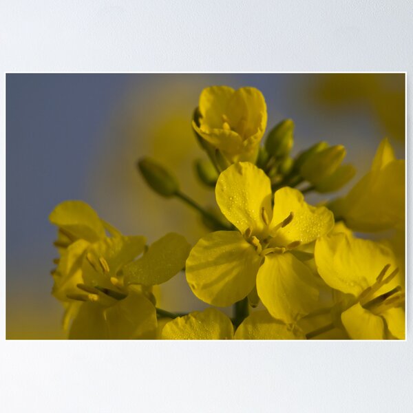 Item preview, Rapeseed designed and sold by Great North Views.
