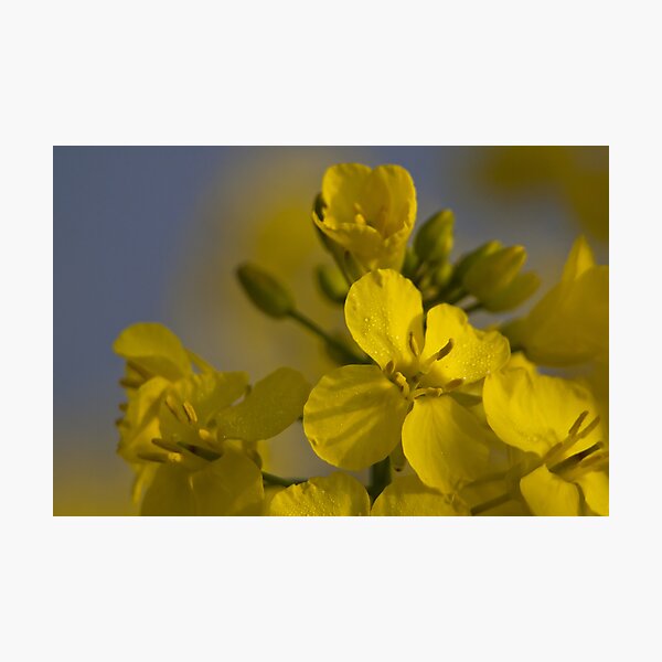 Item preview, Rapeseed designed and sold by Great North Views.