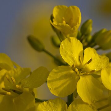 Artwork thumbnail, Rapeseed by Great North Views
