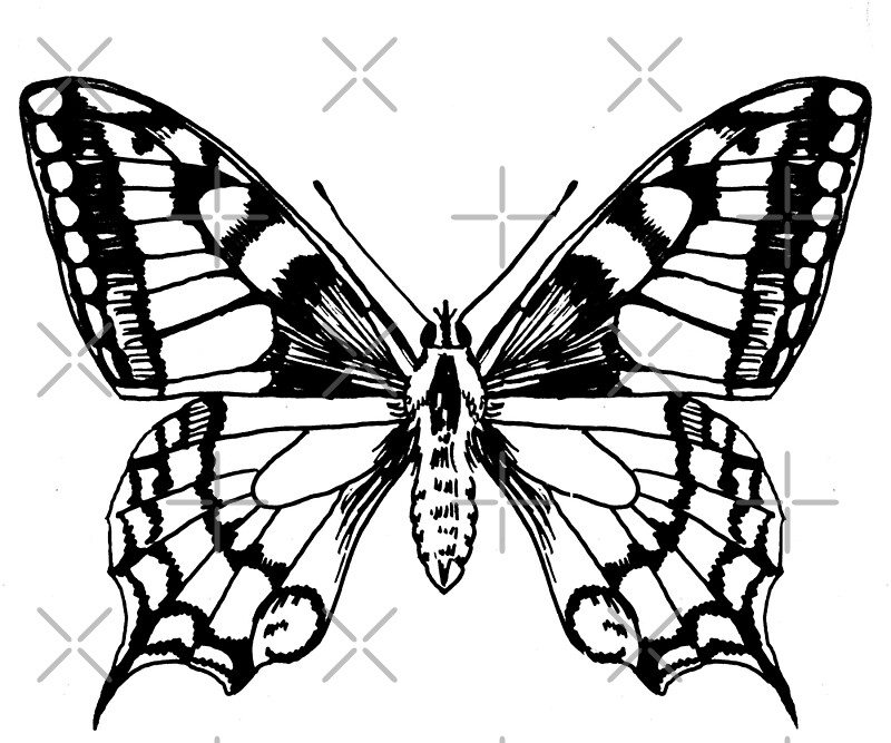 "Swallowtail butterfly ink pen drawing" by Sarah Trett | Redbubble