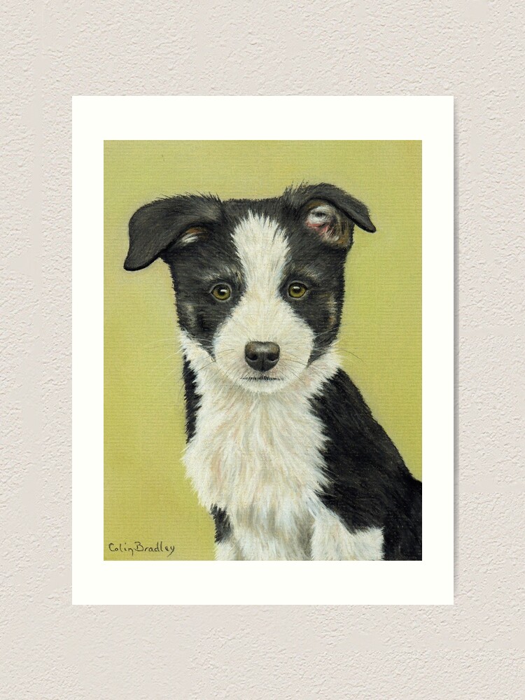 yellow border collie puppy