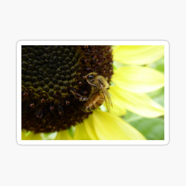 Bee on a Sunflower Sticker