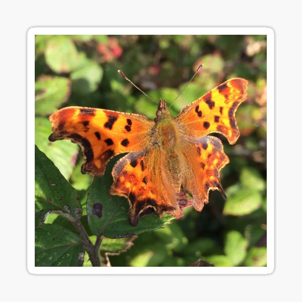 Moth/Butterfly in the Wild Sticker