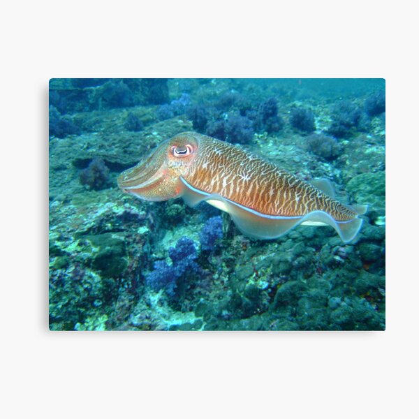 Cuttlefish Canvas Print