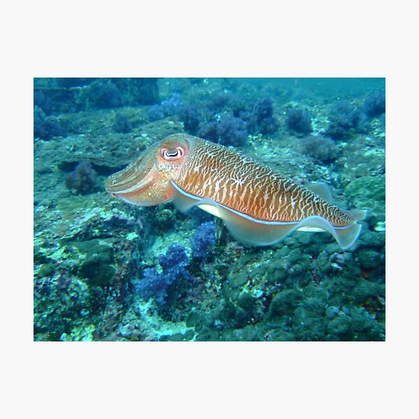 Cuttlefish Photographic Print