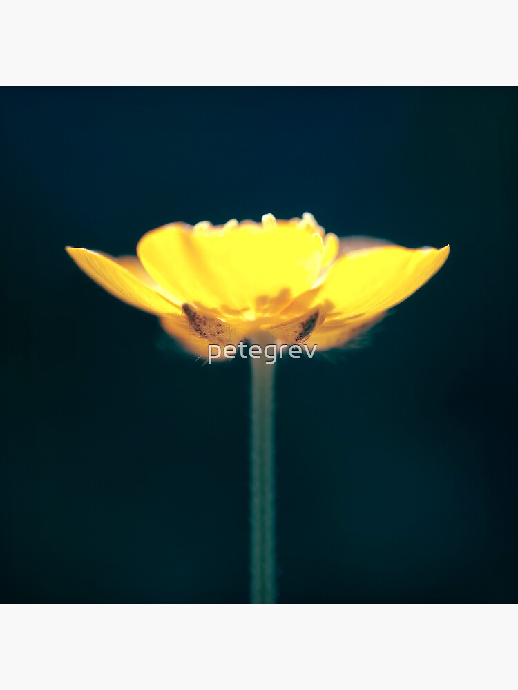 Day 320 - 25th May 2012 by petegrev