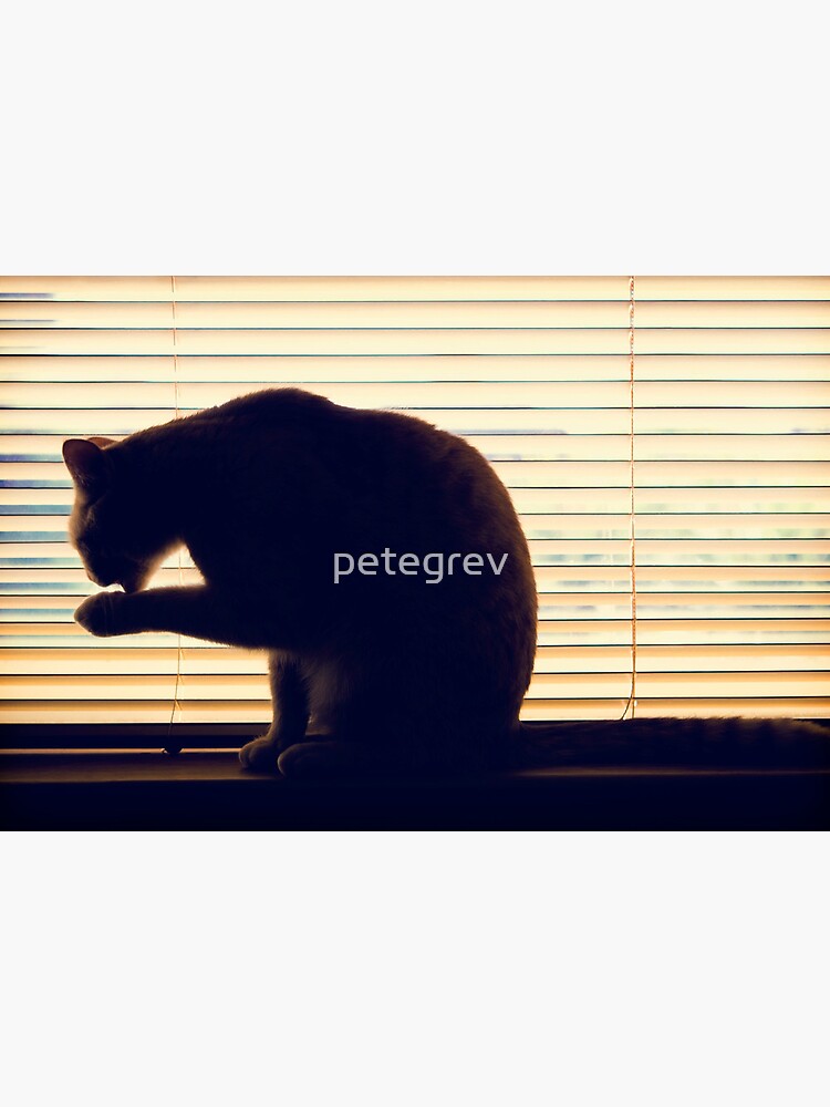 Day 321 - 26th May 2012 by petegrev