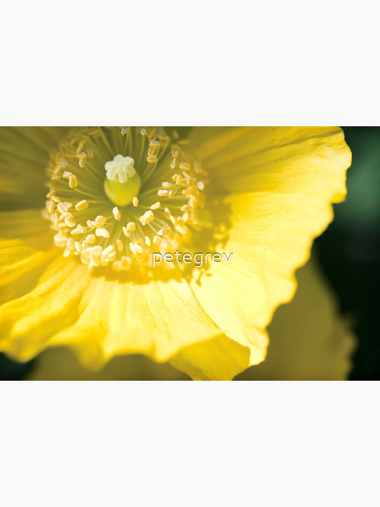 Day 322 - 27th May 2012 by petegrev