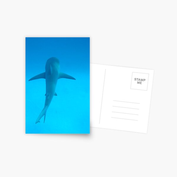 Shark 1 Postcard