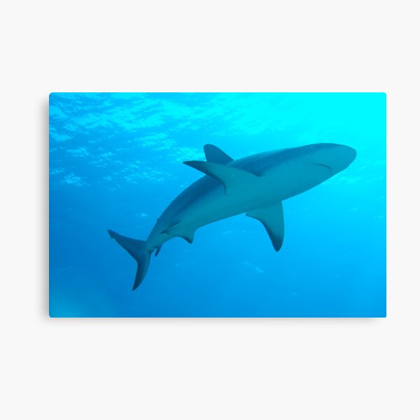 Shark 2 Canvas Print