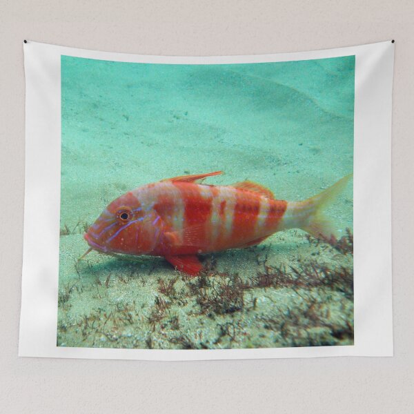 Item preview, Goat fish. designed and sold by Mickpew.