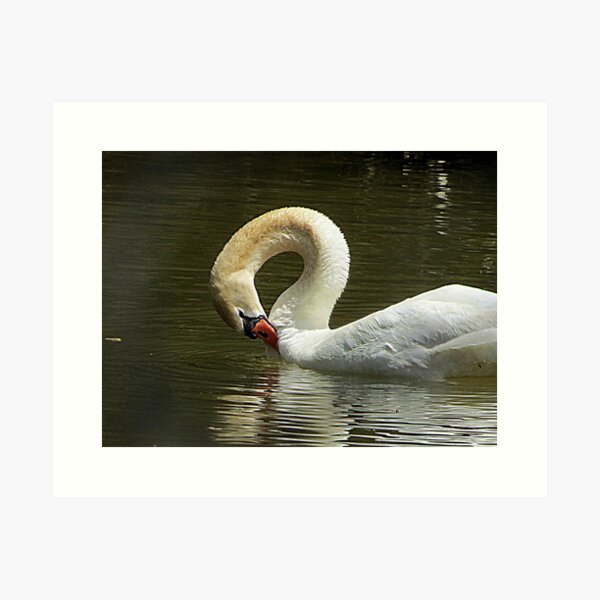 Item preview, Swan..Boise River... Caldwell, Idaho designed and sold by Diane Arndt.