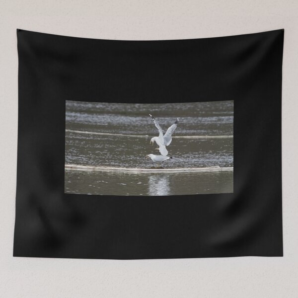 Item preview, Sea mew surprise designed and sold by Jouko Lehto Photography.