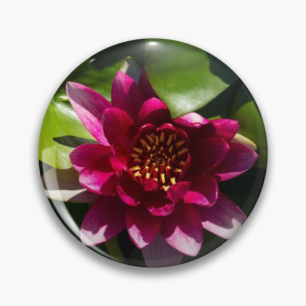 Item preview, Revealing Secrets - Fandango Pink Waterlily with a Golden Heart designed and sold by Georgia Mizuleva.