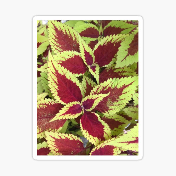 Item preview, Crimson Green Leaves Variable - Nature designed and sold by joejiing.