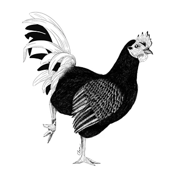 Artwork thumbnail, Cock by ClaimDesign